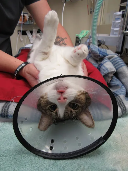 Animal Dental Center Picture 2