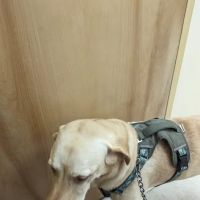 Countryside Veterinary Clinic ico