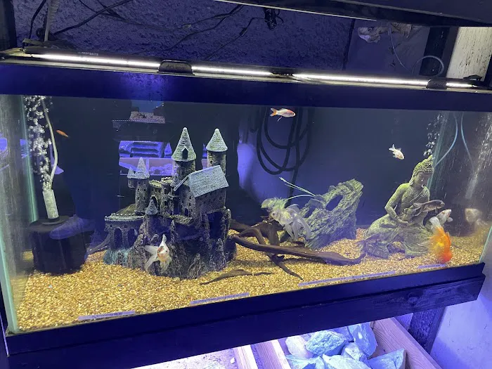 Austin Aqua-Dome Picture 6