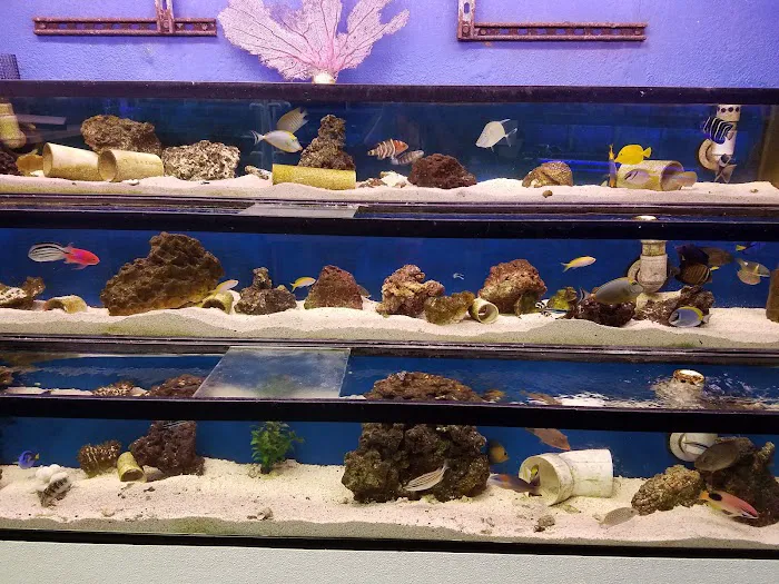 Austin Aqua-Dome Picture 3