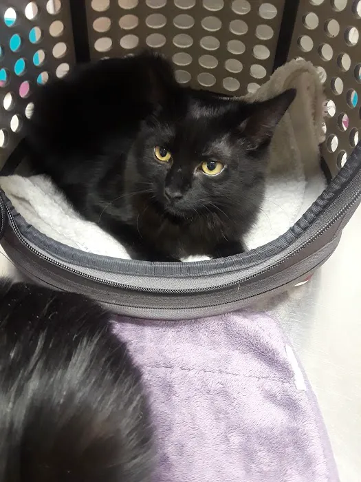 Cat & Dog Hospital of Columbia Picture 8
