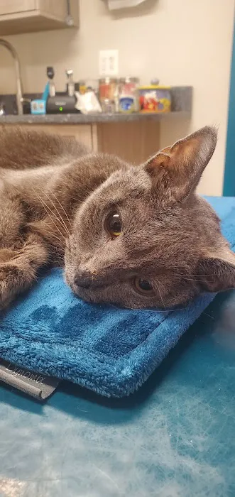 Cat & Dog Hospital of Columbia Picture 3