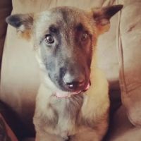 Cat & Dog Hospital of Columbia ico