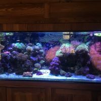 Fish Whisper ico
