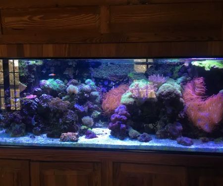Fish Whisper