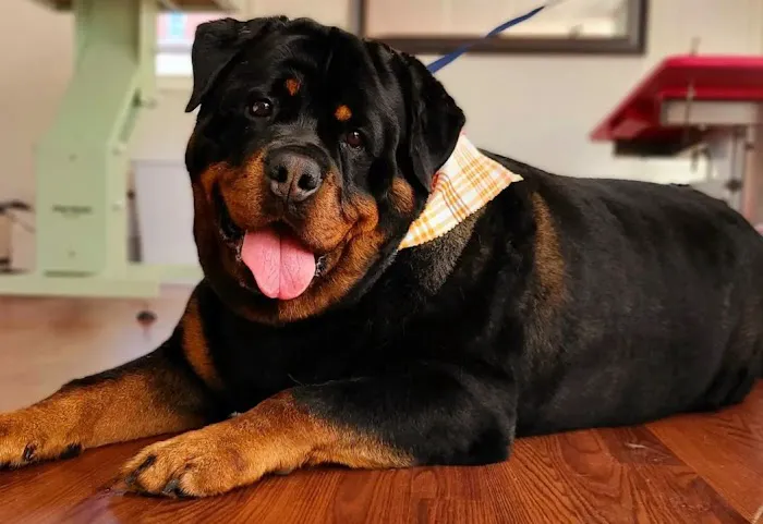 Waynesboro Veterinary Clinic Picture 2