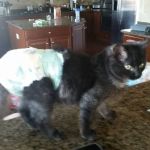 Waynesboro Veterinary Clinic