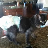 Waynesboro Veterinary Clinic ico