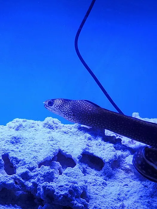 A Fishie Anado Picture 1