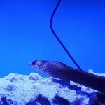 A Fishie Anado