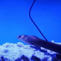 A Fishie Anado ico