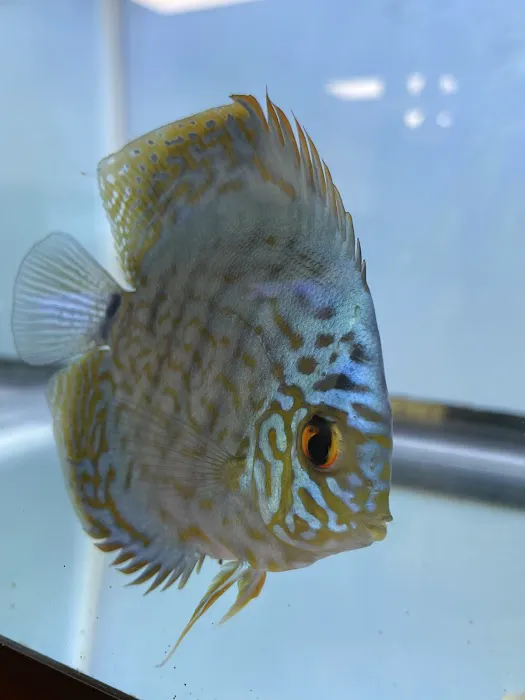 A Fishie Anado Picture 3