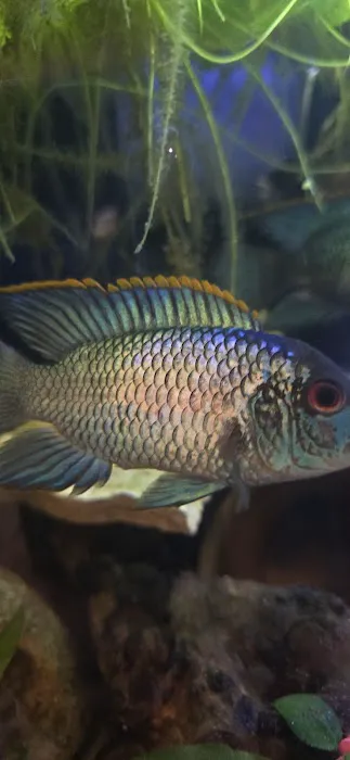 A Fishie Anado Picture 8