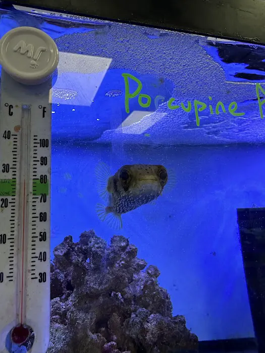 A Fishie Anado Picture 9