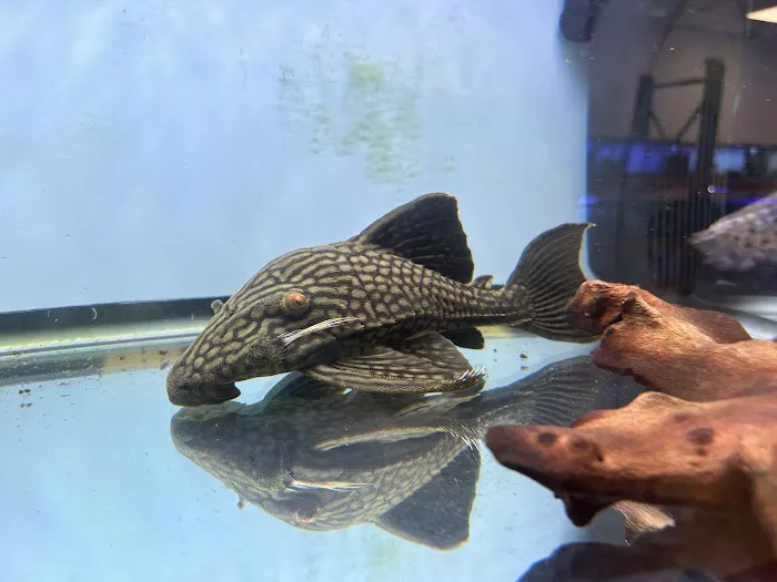 A Fishie Anado Picture 10