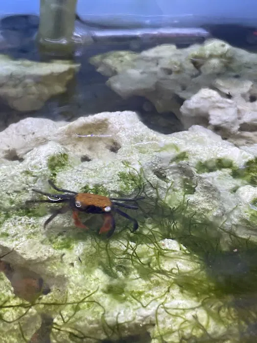 A Fishie Anado Picture 4