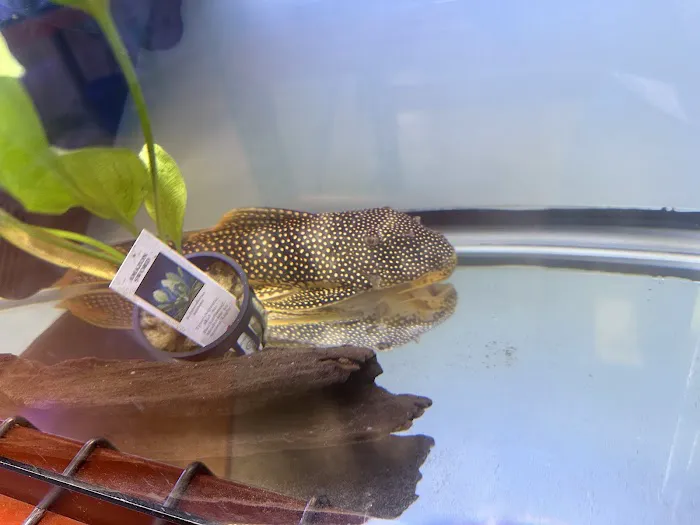 A Fishie Anado Picture 7