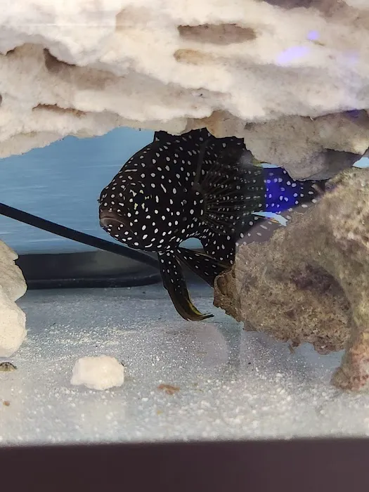 A Fishie Anado Picture 6