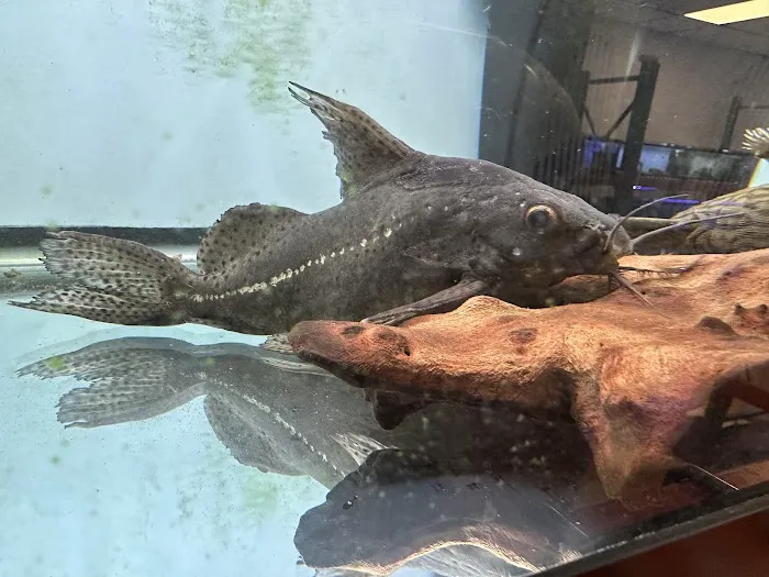 A Fishie Anado Picture 5