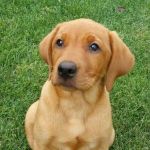 Longmeadow Animal Hospital