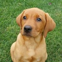 Longmeadow Animal Hospital ico