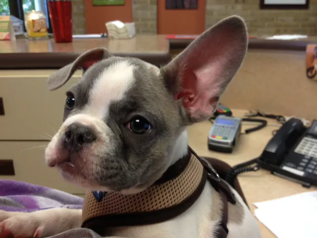 Longmeadow Animal Hospital Picture 3