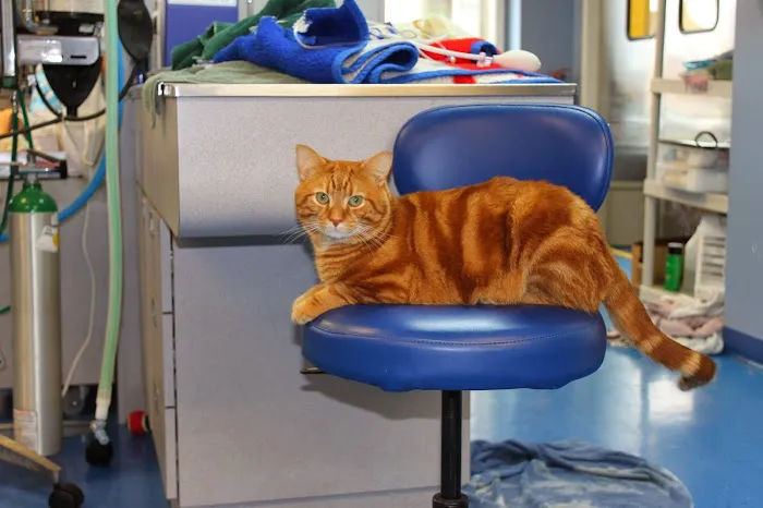Longmeadow Animal Hospital Picture 7