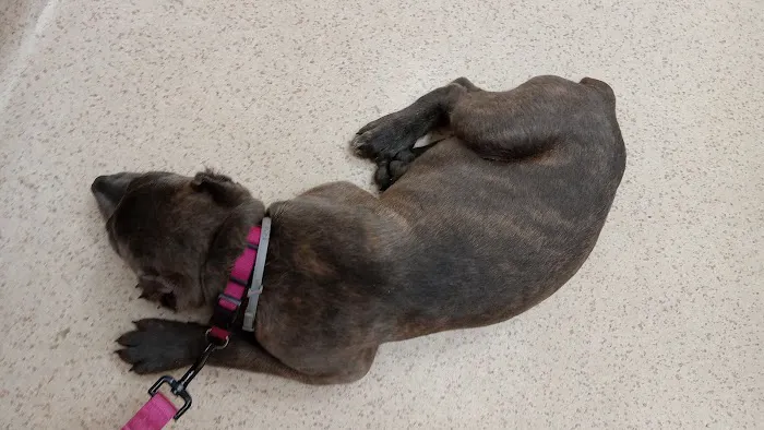 Greencastle Veterinary Hospital Picture 4