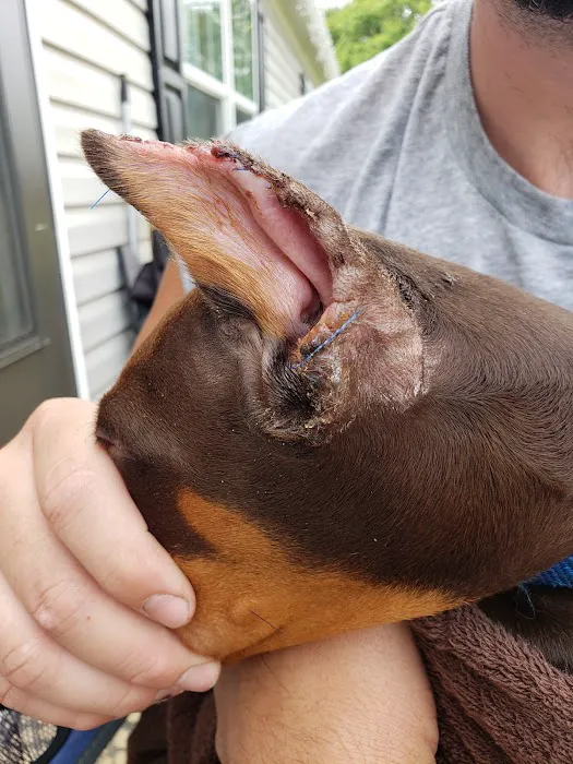 Greencastle Veterinary Hospital Picture 1