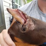Greencastle Veterinary Hospital