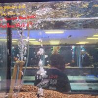 Aquatek Tropical Fish ico