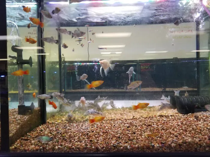 Aquatek Tropical Fish Picture 3