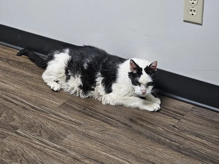 CareVet of Lincoln Way Picture 1