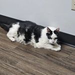 CareVet of Lincoln Way