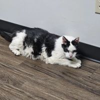 CareVet of Lincoln Way ico