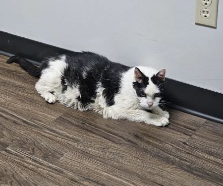 CareVet of Lincoln Way