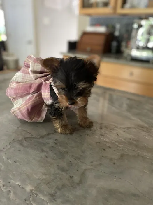 PetVet Vaccination Clinic Picture 1