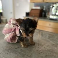 PetVet Vaccination Clinic ico