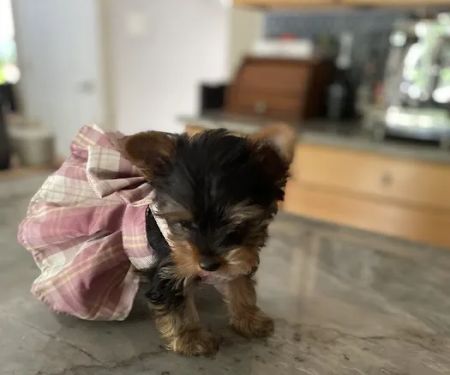 PetVet Vaccination Clinic