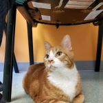 Mid-Atlantic Veterinary Hospital