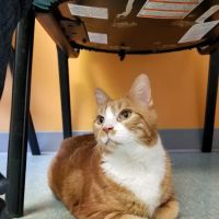 Mid-Atlantic Veterinary Hospital ico