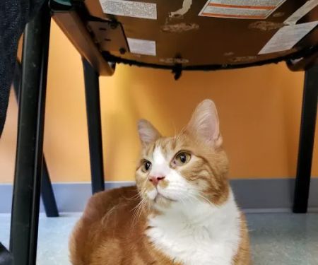 Mid-Atlantic Veterinary Hospital
