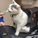 Animal Health Clinic of Funkstown