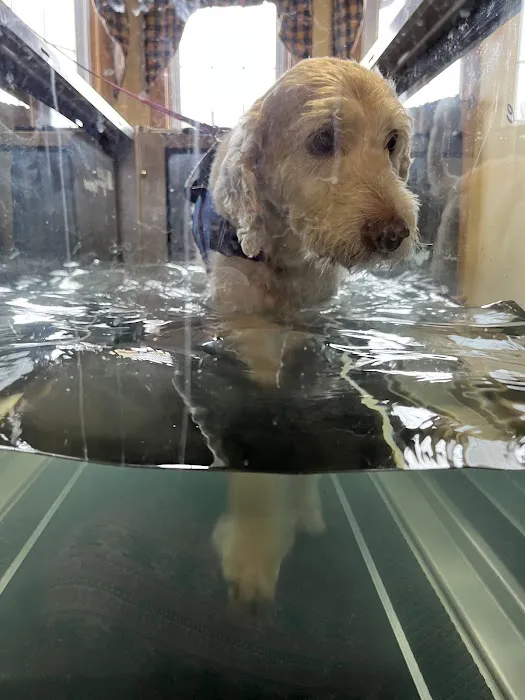 Animal Rehab & Pain Center Picture 1