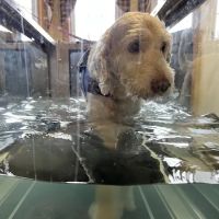 Animal Rehab & Pain Center ico