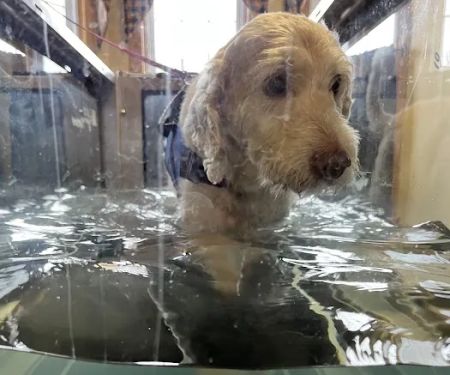 Animal Rehab & Pain Center