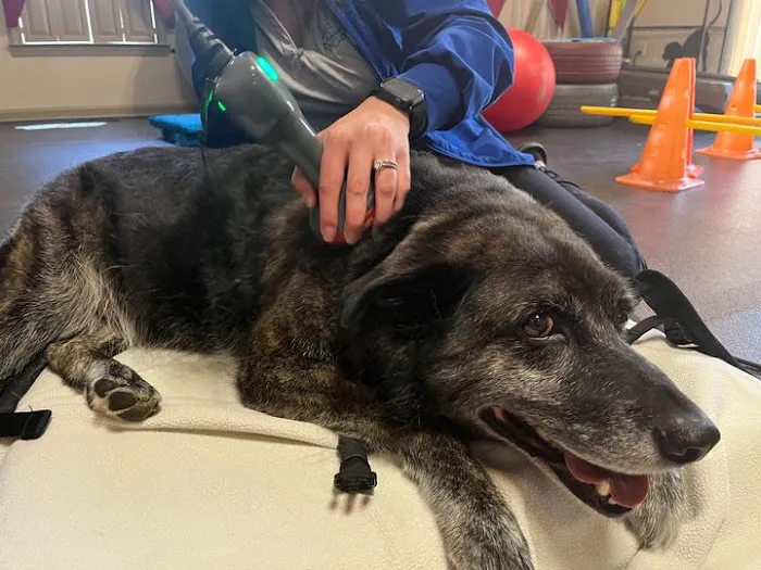 Animal Rehab & Pain Center Picture 2