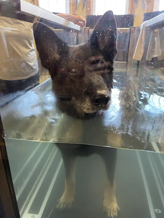 Animal Rehab & Pain Center Picture 4
