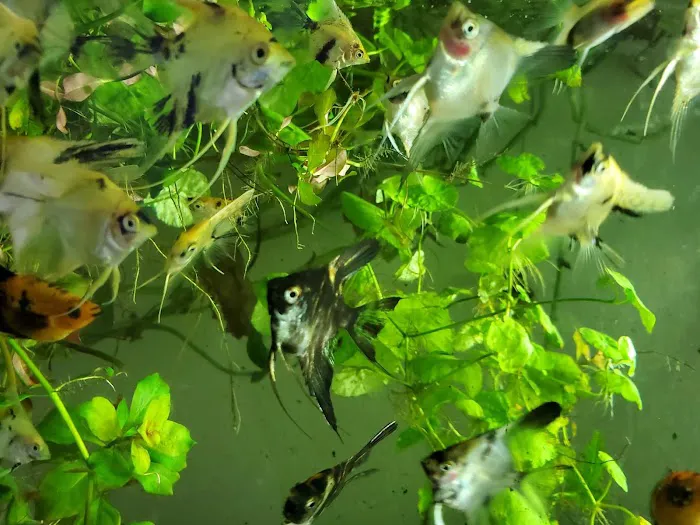 Austin Aquarium Fish - Angelfish Picture 1