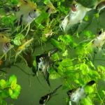 Austin Aquarium Fish - Angelfish